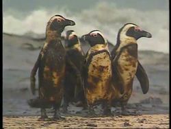 South Africa - Oil Covered Penguins Airlifted News Clip