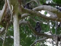 dusky leaf monkey Stock Footage