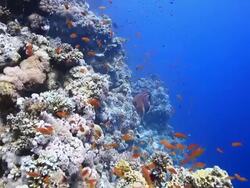 Coral And Fish Stock Footage