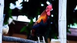 Rooster Stock Footage