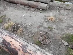 Nesting Common Eiders (Somateria mollissima) near Arctic Bay, Longyearbyen, Svalbard archipelago Stock Footage