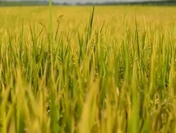 dolly: top of Rice Stock Footage