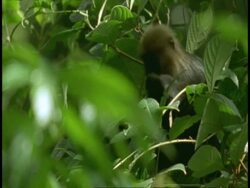 Mid shot of Nilgiri langur, Prebytis johnii, in tree, eating leaves, Western Ghats, India Stock Footage