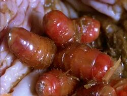 Bot Fly Larvae  in horse's stomach, parasite, CU, England Stock Footage