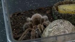 Tarantula at a wildlife rescue centre News Clip