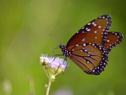 CU SLO MO Shot of Monarch butterfly flying away from purple flower / Santa Barbara, California, United States Stock Footage