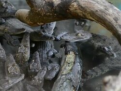 Crocodile Stock Footage