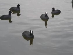 ducks Stock Footage