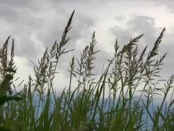 HD 1080i Grass blowing in West Texas Breeze 1 Stock Footage