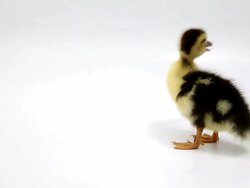 Duckling Stock Footage