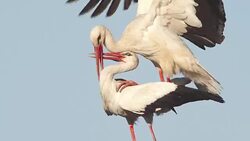 White stork - coplation Stock Footage