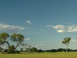 WS Elephant herd walking and grazing in large open area / Okavango Delta, North West District, Botswana Stock Footage