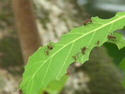 Atta worker ants Stock Footage
