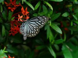 Butterfly and flowers in garden Stock Footage