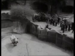 B/W high angle wide shot of Salvador Dali painting rhinoceros at zoo / crowd watching Stock Footage