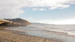 Torrey Pines Stock Footage