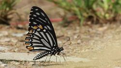 Butterfly Stock Footage