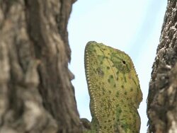 Chameleon Stock Footage
