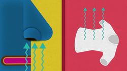 TED-ED: The science of attraction - Dawn Maslar Instructional Video