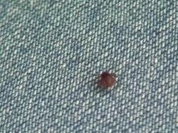 Tick attack Stock Footage