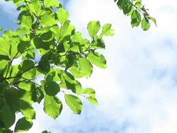HD: Green branch Stock Footage