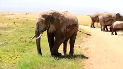 Very Dangerous Condition at Wildlife with Mother and baby elephant Stock Footage