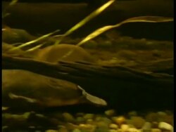 MCU pan right, Platypus swimming underwater Stock Footage