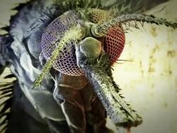 Extreme Close Up push-in - A proboscis protrudes from a mosquito's face in a computer-generated animation. Stock Footage