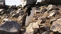Chinstrap Penguin Stock Footage