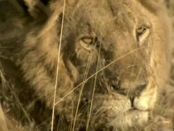 MS Lion lying down and resting / Okavango Delta, North West District, Botswana Stock Footage