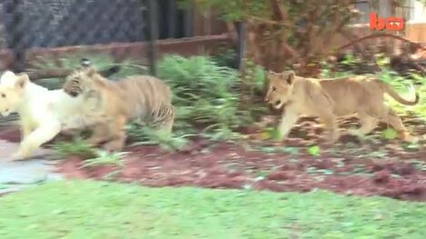 Baby Animals: Baby Lion, Baby Tiger & Baby Hyena Cub Animal Cuteness!