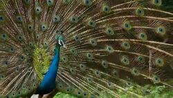 Beautiful Peacock. Stock Footage