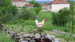 White Chicken in Flight Stock Footage