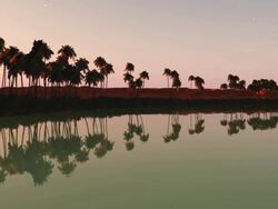 Oasis sunset Stock Footage