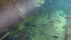 Live streaming and wifi added features to new GoPro Hero3 camera News Clip