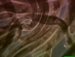 Ciliate protozoan, spirostomum species. The movement is caused by beating cilia on the surface of the cell membrane. Stock Footage