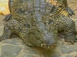 Block Shot Crocodile Mauritius Stock Footage