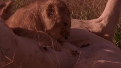 A lion cub suckles its mother. Stock Footage