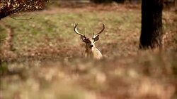 Deer with large antler rack walks through a forest of trees. Stock Footage