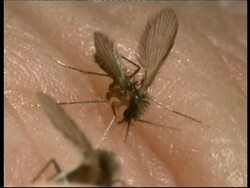 CU High angle, New World Sand Flies (Lutzomyia longipalpis marajo) feeding on human Stock Footage