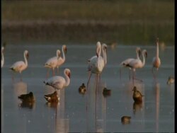 MS Flamingos on lake, amongst sleeping ducks, Gujarat, India Stock Footage