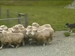 Dog Herds Sheep Stock Footage