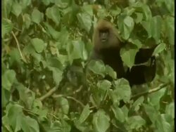 Nilgiri langur, Prebytis johnii, monkey in tree, aggressive behaviour, Western Ghats, India Stock Footage