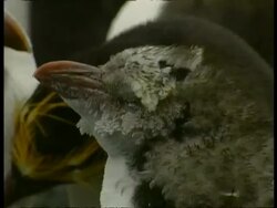 CU young Royal Penguin, Eudyptes schlegeli, beginning to lose downy feathers, Antarctica Stock Footage