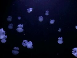 HD video Medusa on black background Stock Footage