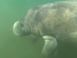 Manatee head and flipper shot,  Florida, North Atlantic Ocean  Stock Footage