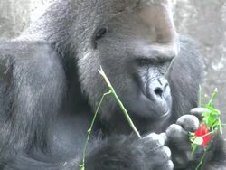 Gorilla eats flowering plants Stock Footage