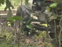 Deforestation for Agricultural Area Stock Footage