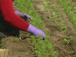 Stock Shots Organic Farm Workers Weeding by Hand News Clip
