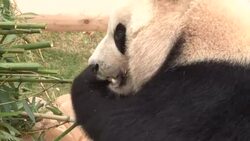 CLEAN : FILE: Giant pandas no longer endangered in China: IUCN News Clip